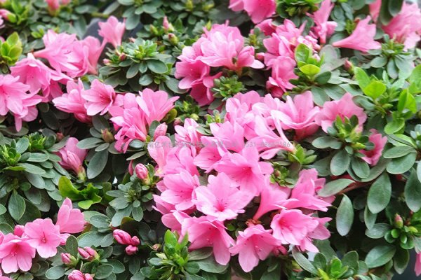 杜鹃花的养殖方法和注意事项